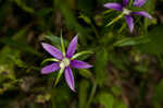 Florida bellflower